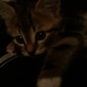 Meet your Posher, Joanne